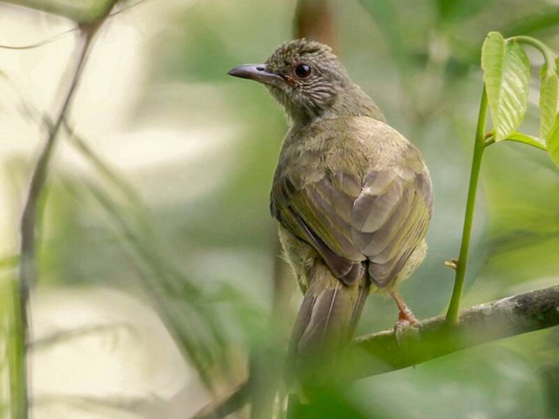 Ashy-fronted Bulbul, Photos 3