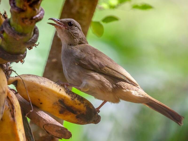 Ashy-fronted Bulbul, Photos 4