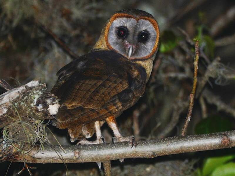 Ashy-faced Owl, Photos 2