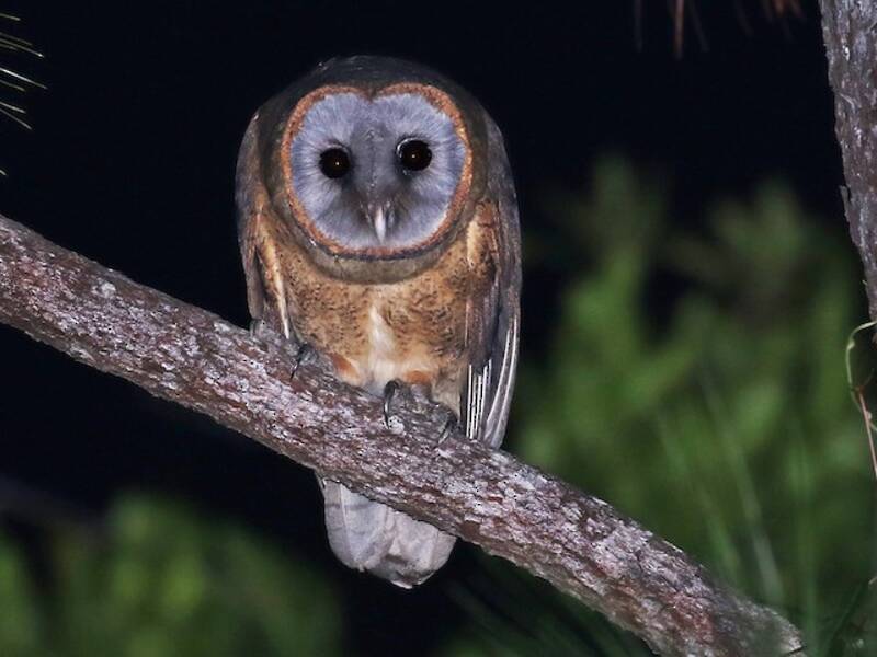 Ashy-faced Owl, Photos 3