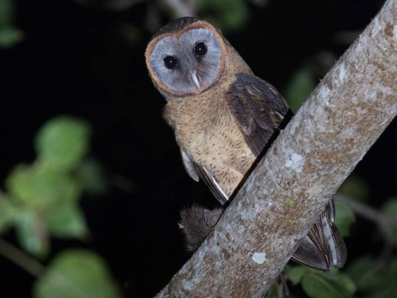 Ashy-faced Owl, Photos 4