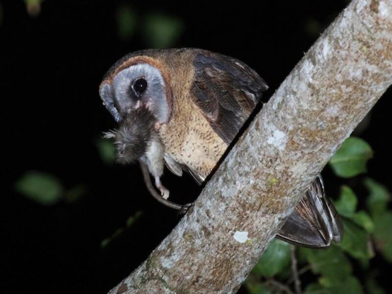 Ashy-faced Owl (Tyto glaucops)