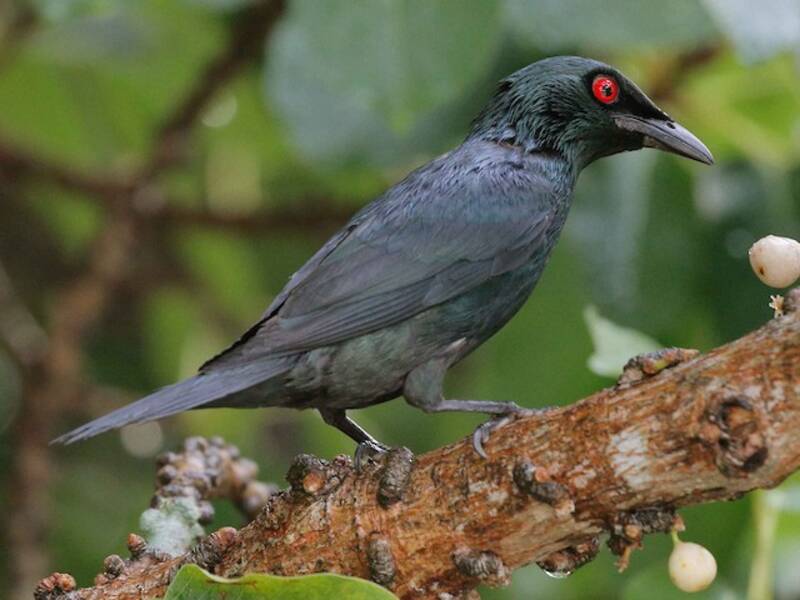 Asian Glossy Starling, Photos 4