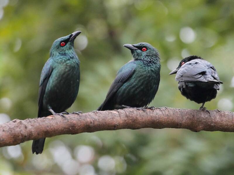 Asian Glossy Starling, Photos 3