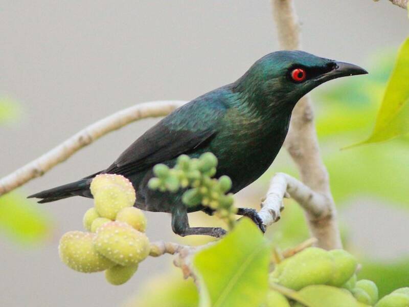 Asian Glossy Starling, Photos 2