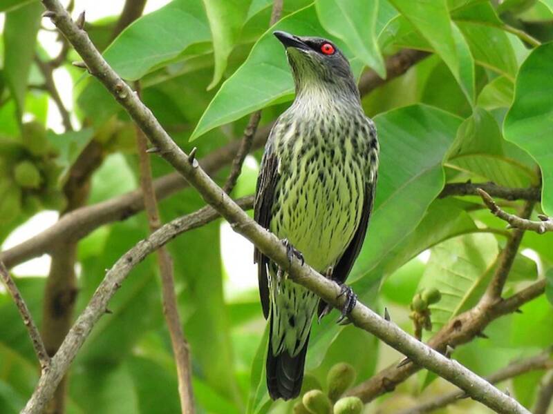 Asian Glossy Starling