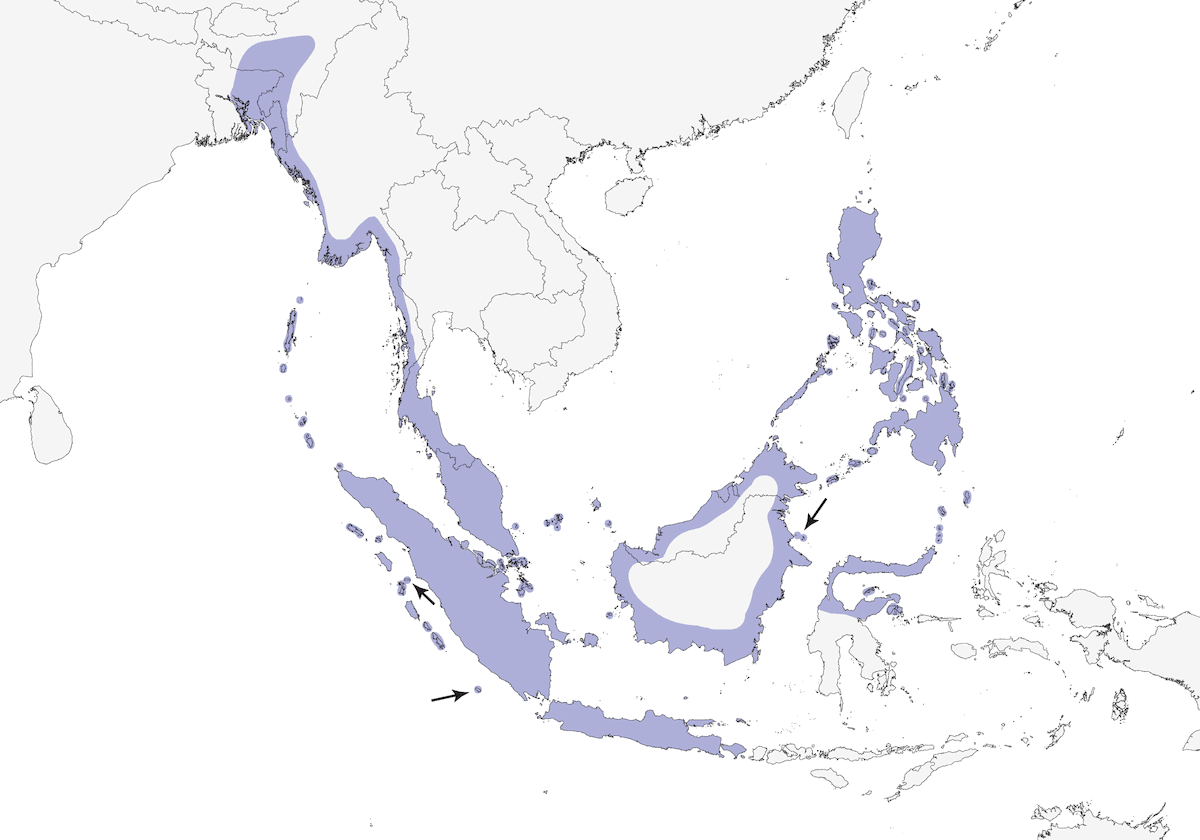 Asian Glossy Starling, Distribution 1