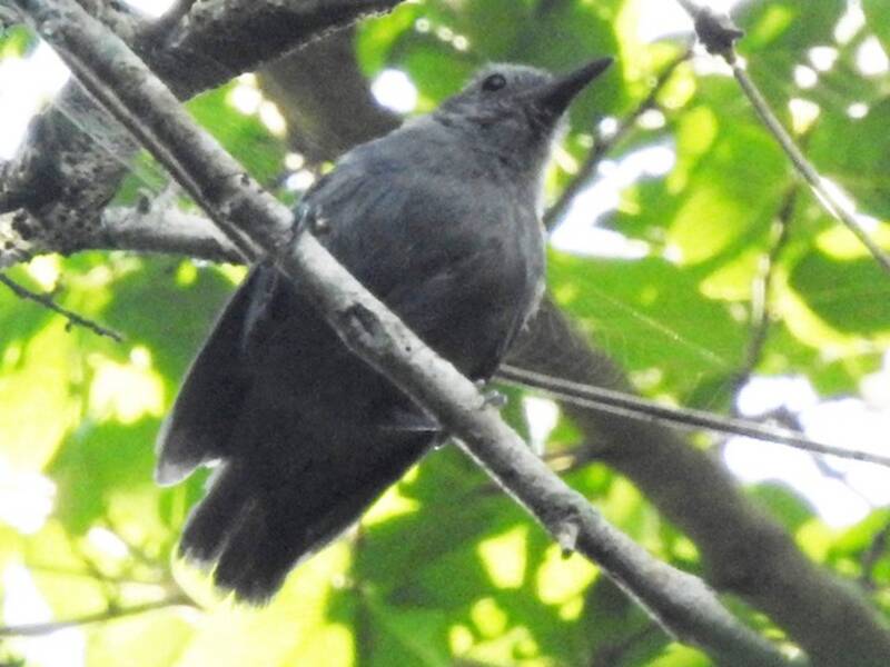 Ashy Antwren