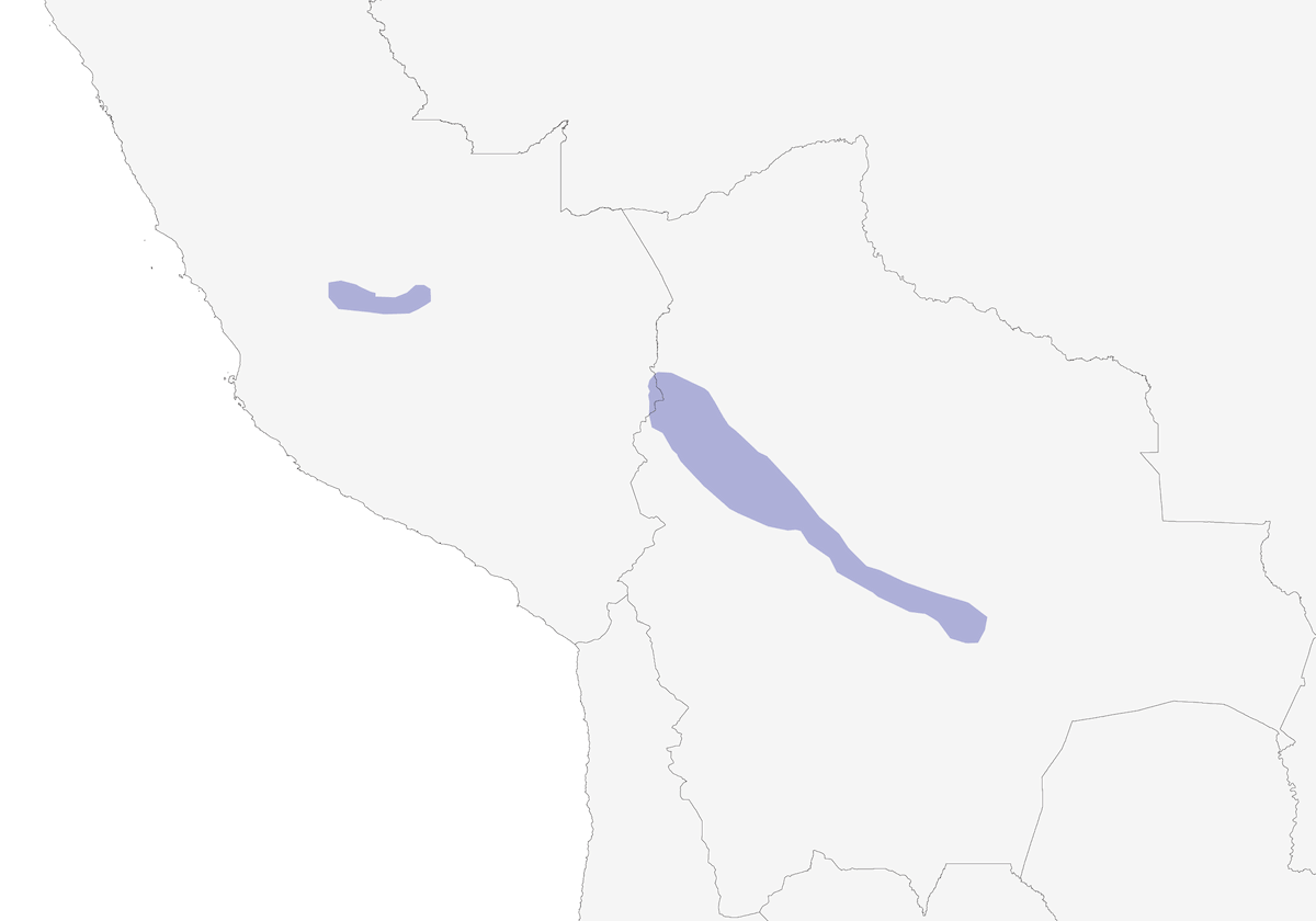 Hormiguerito Cenizo, Distribución 1