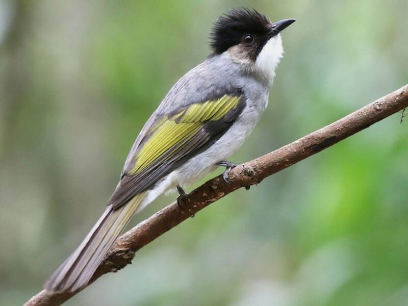 Bulbul cendré, Photos 3