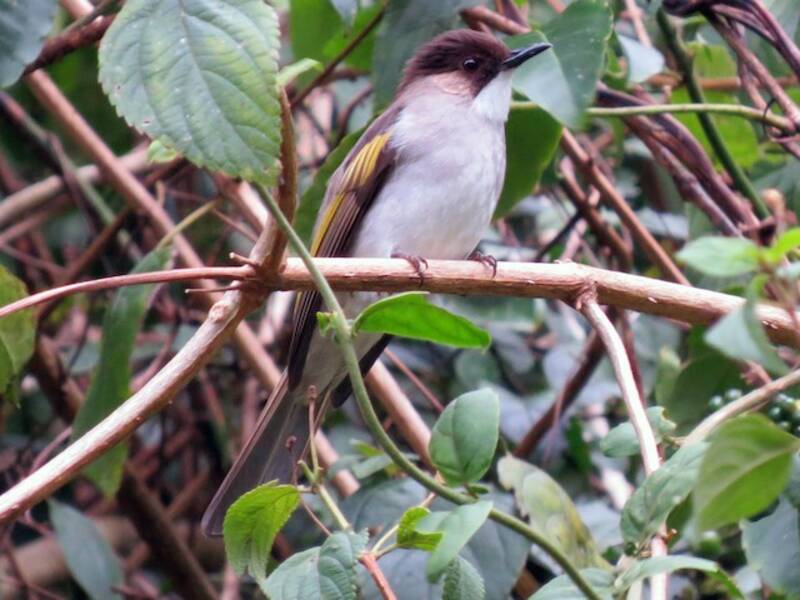 Bulbul cendré, Photos 2
