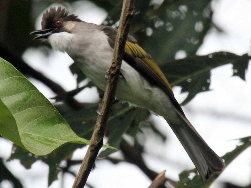Bulbul cendré