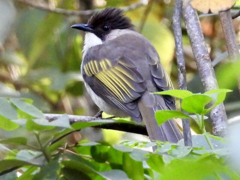 Bulbul cendré, Photos 4