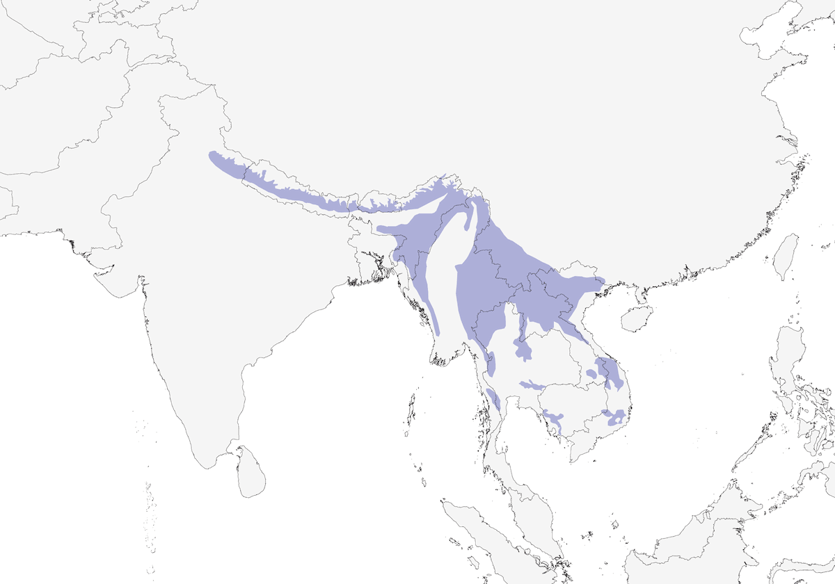 Bulbul cendré, Distribution 1