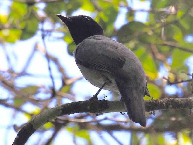 Coracina del Madagascar, Foto 2
