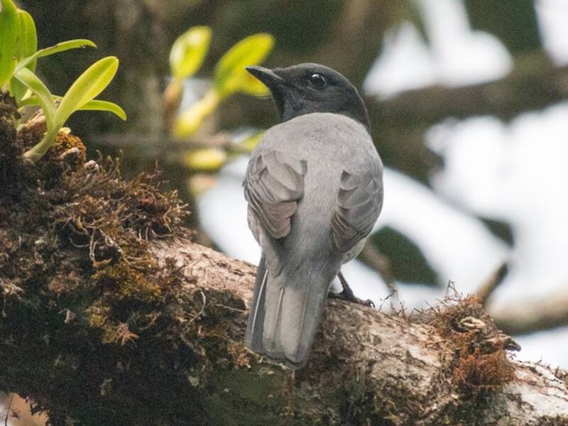 Coracina del Madagascar, Foto 4