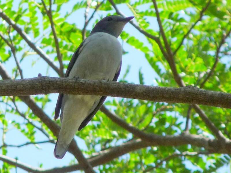 Coracina del Madagascar, Foto 3
