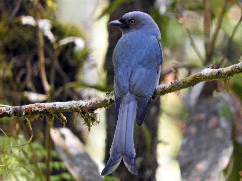 Drongo cendré, Photos 2