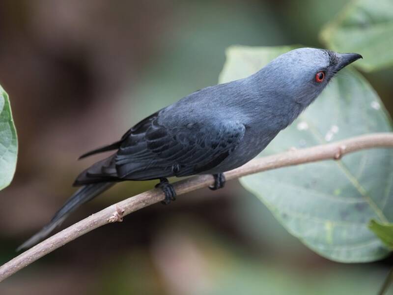 Drongo cendré