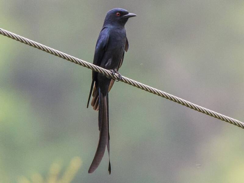 Drongo cendré, Photos 3