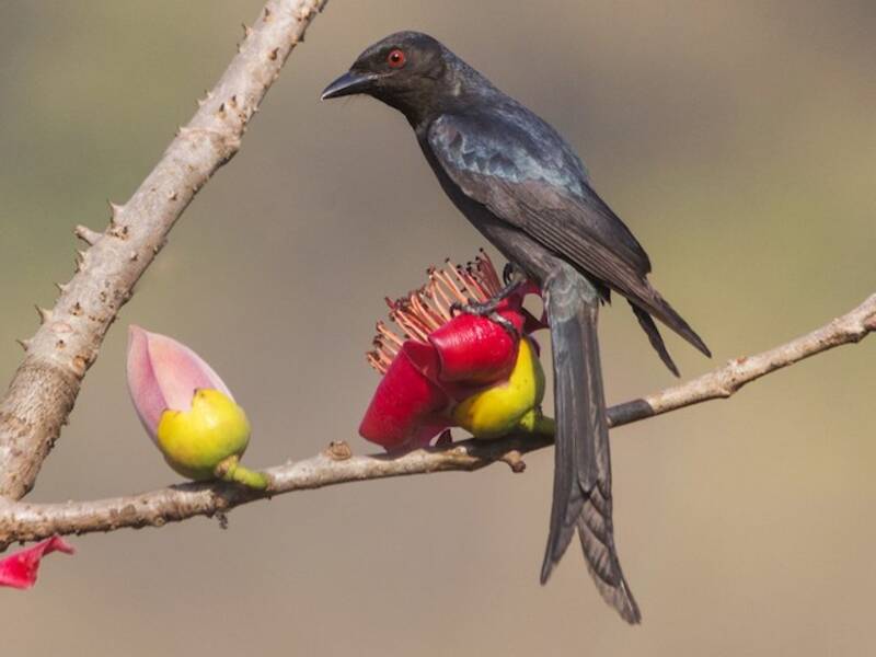 Drongo cendré, Photos 4