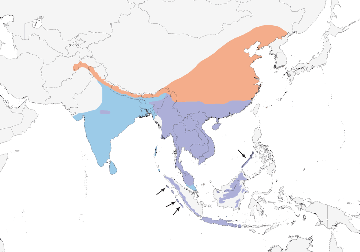 Drongo cendré, Distribution 1