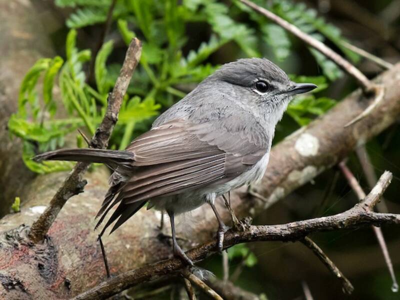 Grauer Fliegenschnäpper, Fotos 3