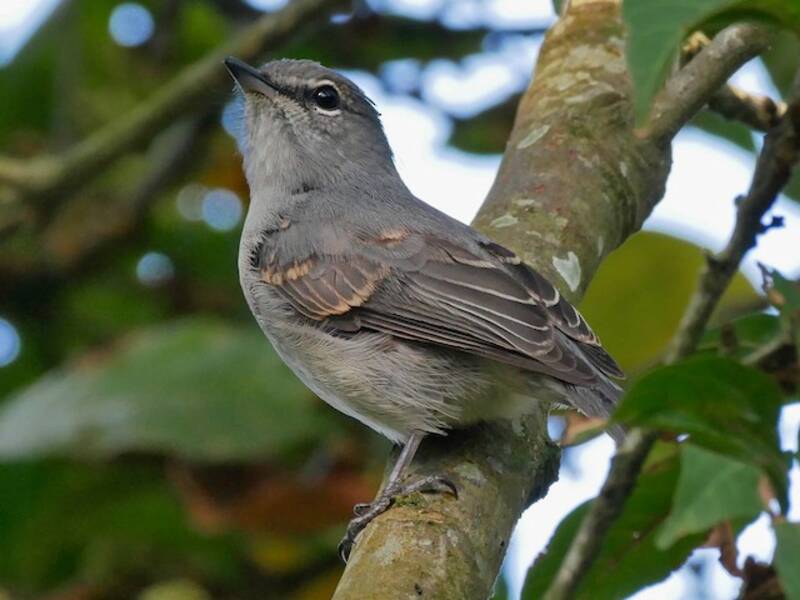 Ashy Flycatcher (Fraseria caerulescens)