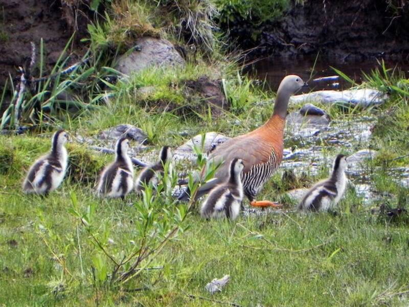 Ashy-headed Goose