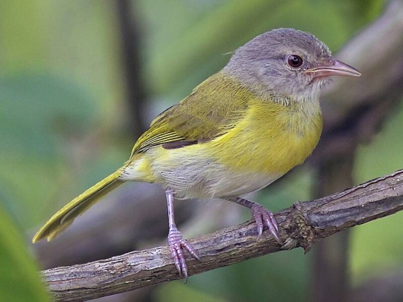 Vireo-pigmeo testacenerina, Foto 3