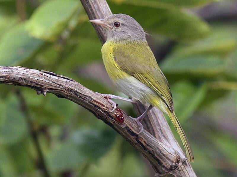 Vireo-pigmeo testacenerina