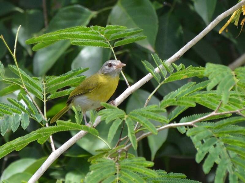 Vireo-pigmeo testacenerina, Foto 2