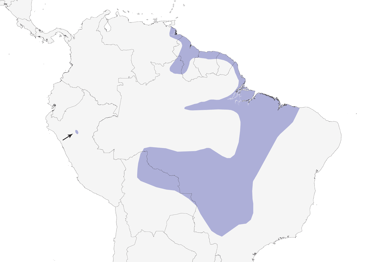 Vireo-pigmeo testacenerina, Distribuzione 1