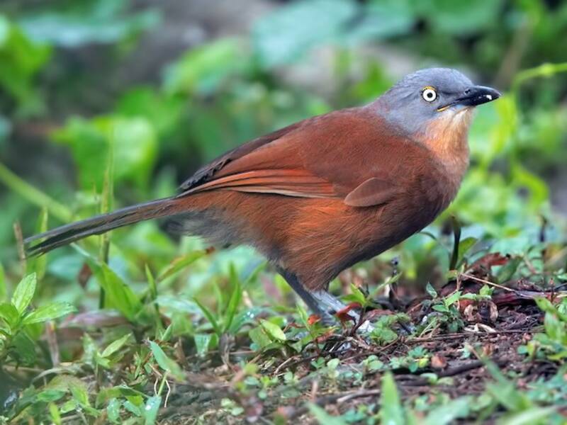Ashy-headed Laughingthrush, Photos 3