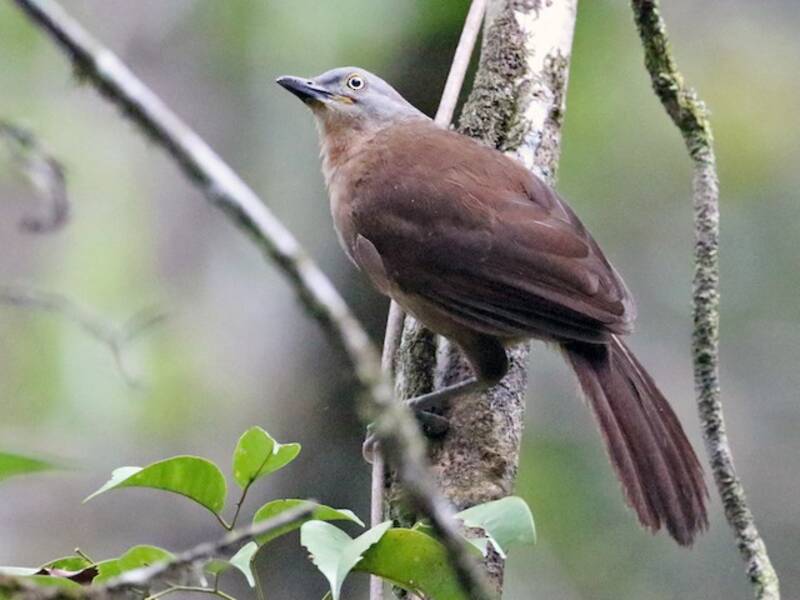 Ashy-headed Laughingthrush