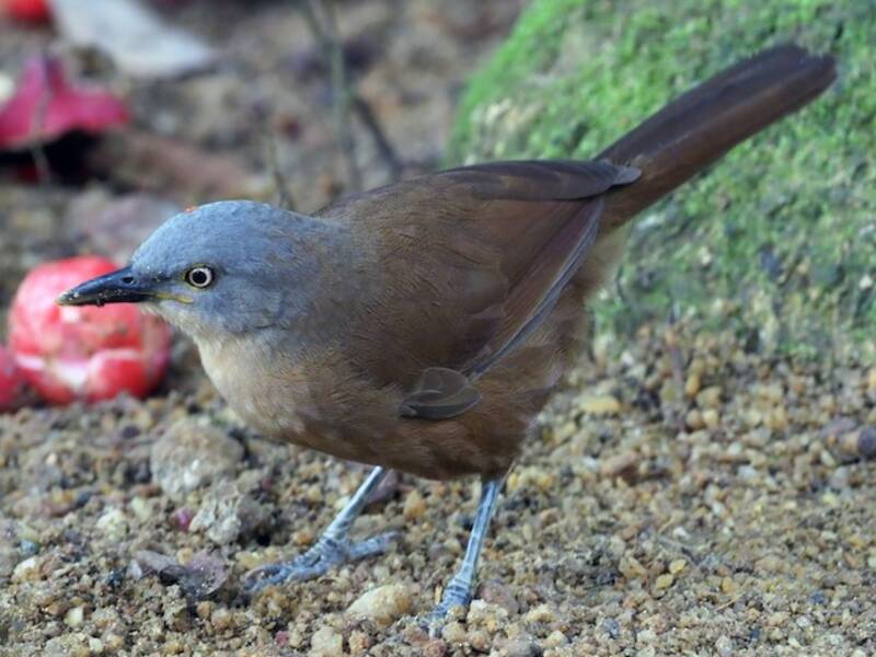 Ashy-headed Laughingthrush, Photos 2