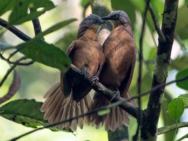 Ashy-headed Laughingthrush, Photos 4