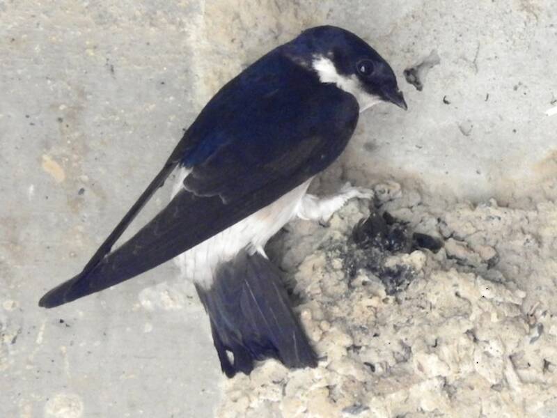 Asian House-Martin (Delichon dasypus)