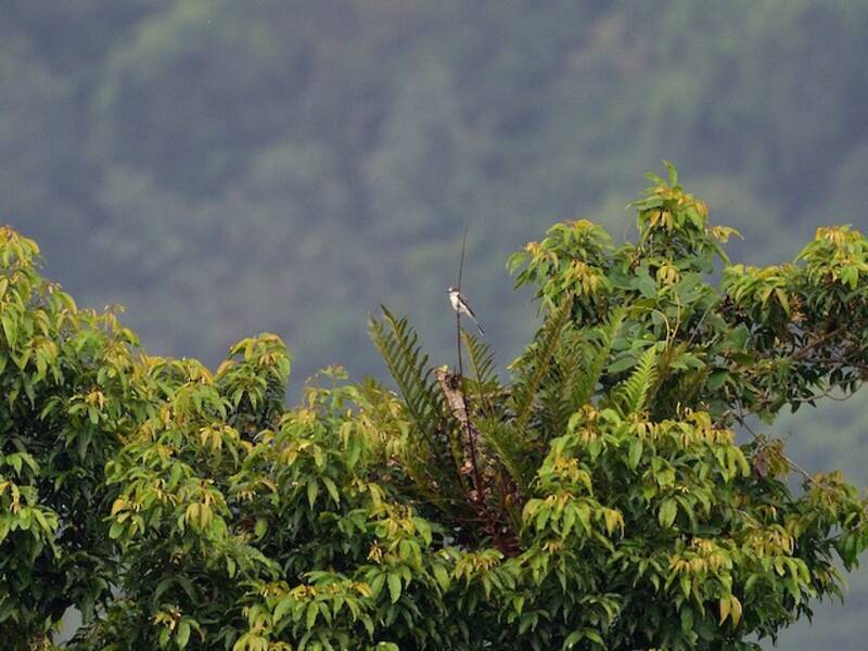 Ashy Minivet