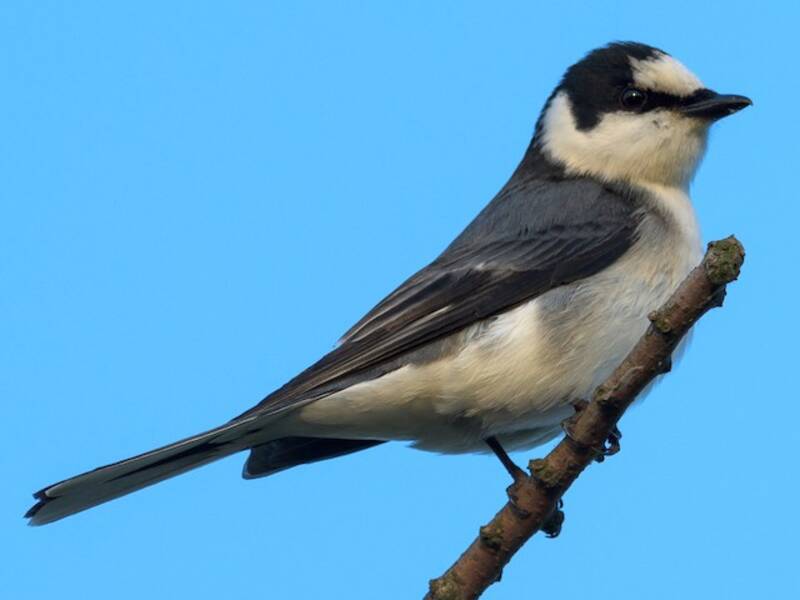 Minivet cendré, Photos 3