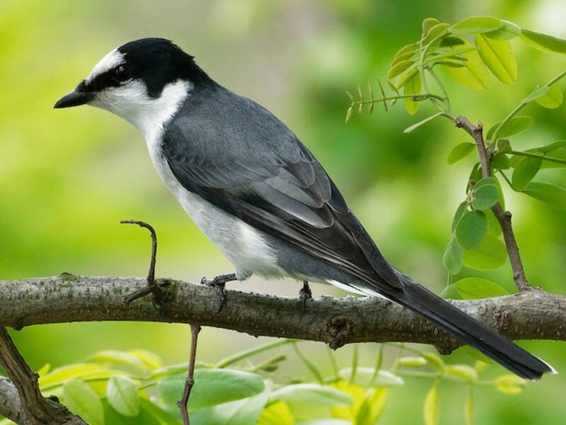 Minivet cendré, Photos 2