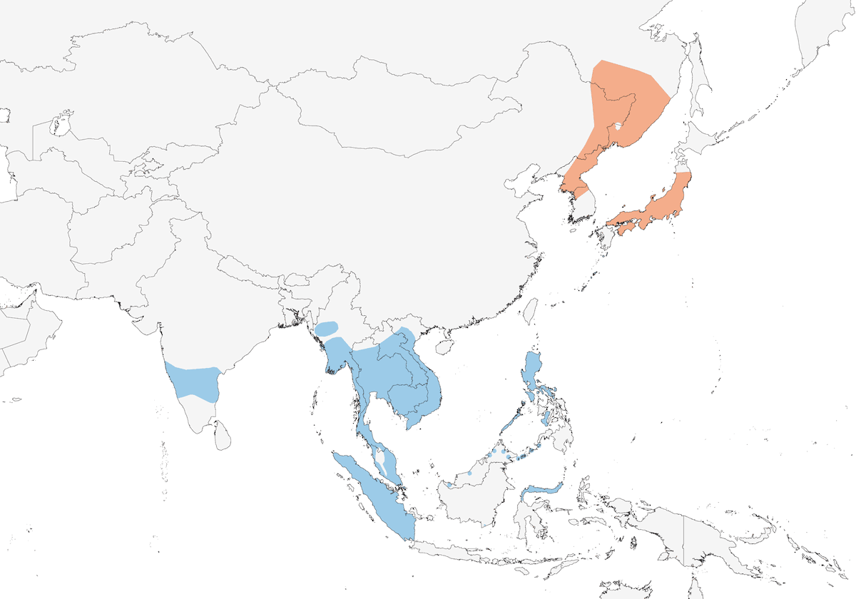 Minivet cendré, Distribution 1