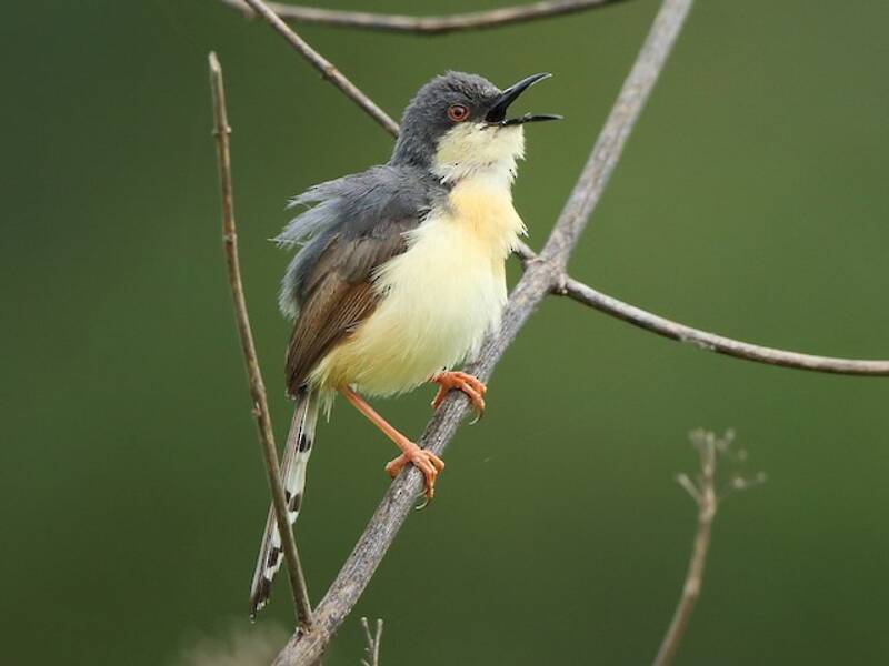Grauprinia, Fotos 3