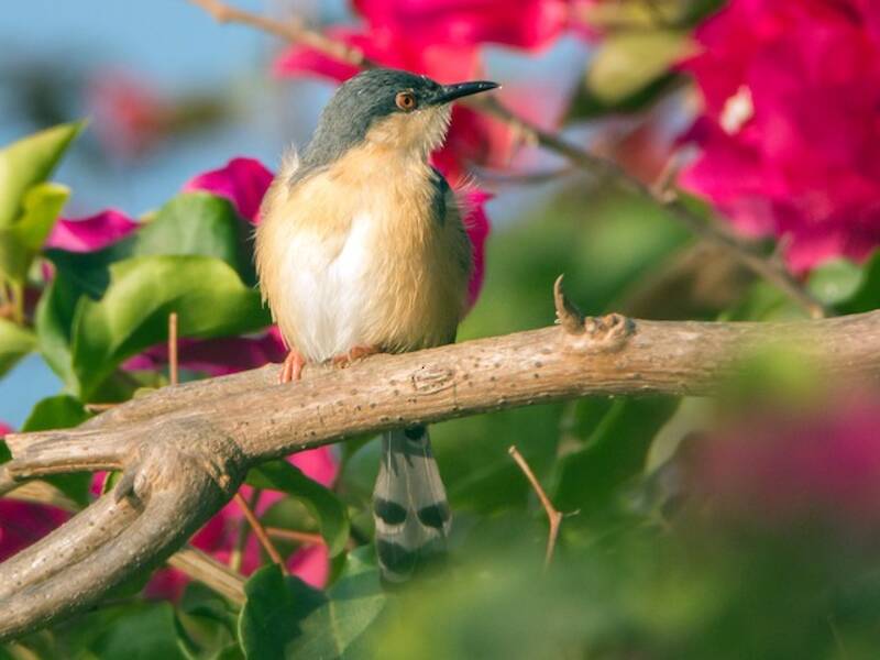 Grauprinia, Fotos 4