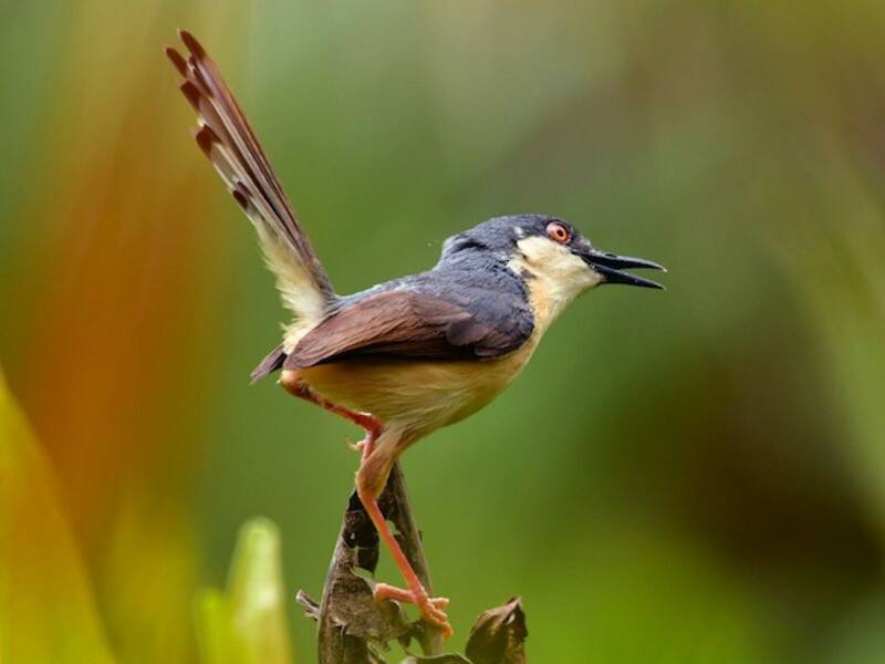 Prinia cenerina