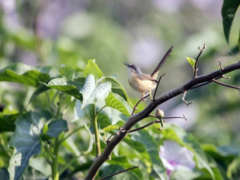 Grauprinia, Fotos 2