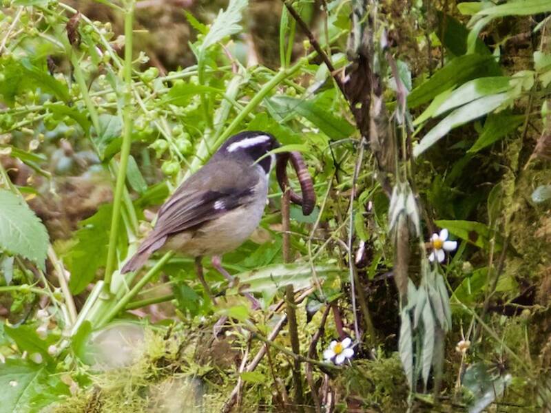 Black-capped Robin