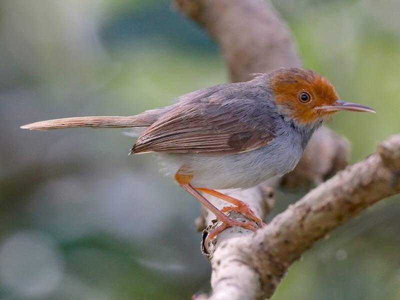 Grauschneidervogel, Fotos 3