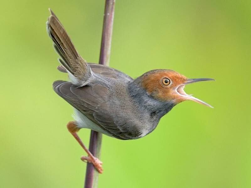 Grauschneidervogel, Fotos 4