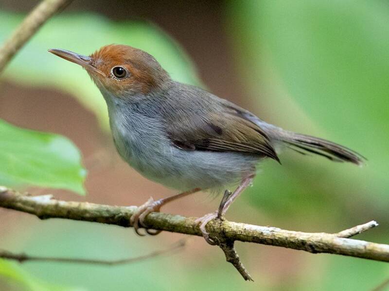 Grauschneidervogel, Fotos 2